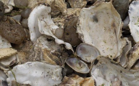 Recipe: Kingfisher seafood chowder