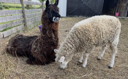 Unexpected friendship forms on Sask. farm