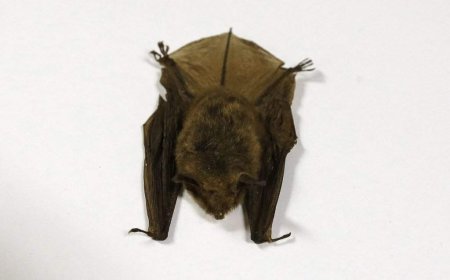 Doctors detail 2024 Ontario child rabies death in effort to warn about contact with bats