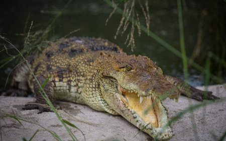 28-year-old man dead in fatal crocodile attack near Mexico resort