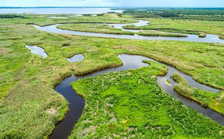 Weekend alligator attacks leave Florida woman dead, child injured