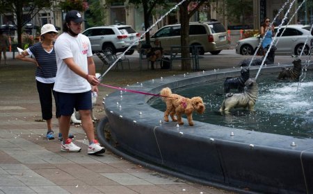 Heat waves are dangerous for pets. Here’s how you could keep them cool