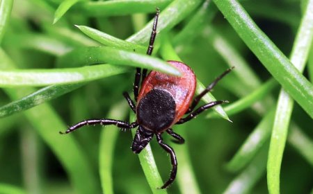 Rare tick-borne virus turns deadly fast as US cases reach record high, experts warn