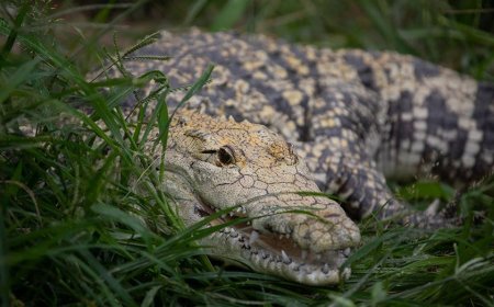 Crocodile attack horror unfolds as couple tries to save victim: ‘We felt so helpless’