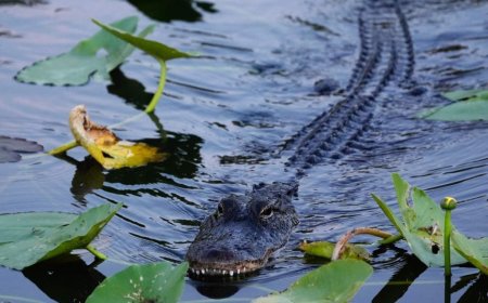 Woman dead after alligator bites off her arm in Florida river