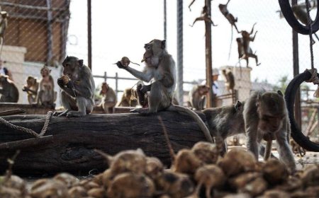 Nearly 100 monkeys escape enclosure, invade neighborhoods as officials scramble to recapture them