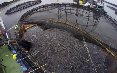 N.B. seafood company reaches $225M deal to acquire salmon farming operations