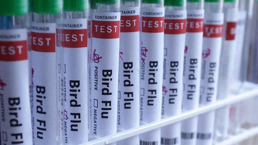 H5N1 bird flu confirmed in Australia for the first time, meaning virus has now reached every continent
