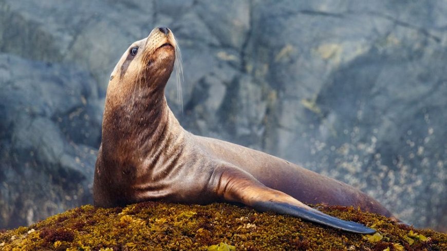 Sea lion pulls off brazen tuna heist as fisherman tries and fails to hold onto his first big catch