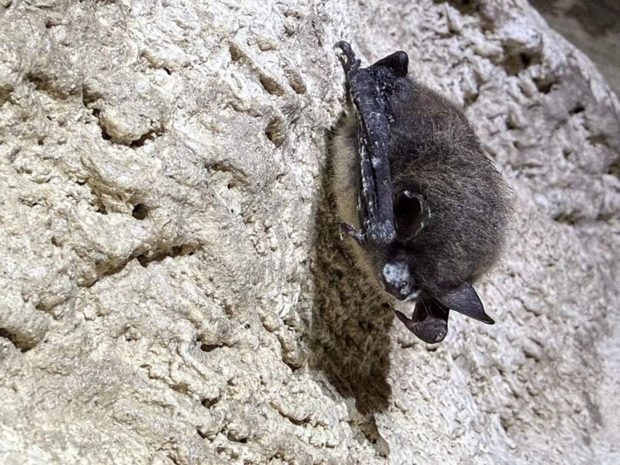 Parks Canada working to curb spread of deadly white-nose syndrome in Alberta bats