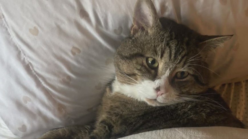 B.C. family fighting for return of beloved cat after BC SPCA adoption