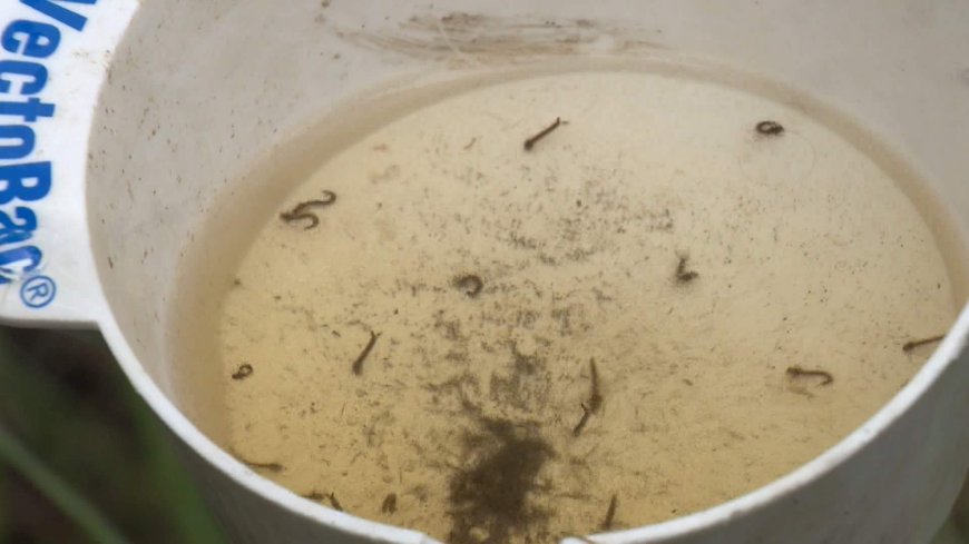 Calgarians forecast to experience a ‘typical’ mosquito season this summer