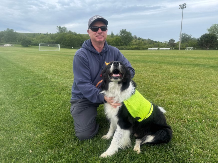 Specially-trained ‘bird dogs’ hired to clear geese from FIFA practice pitch