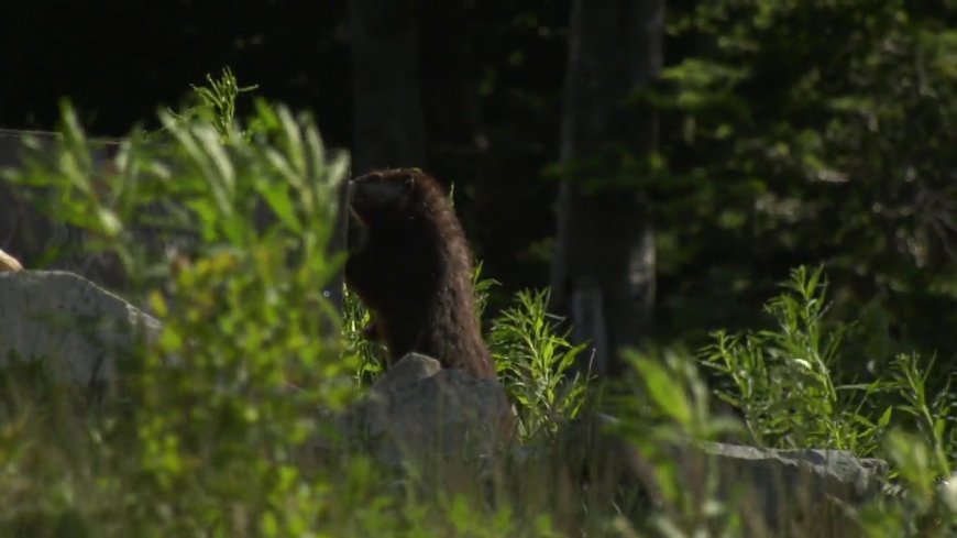 4 marmots released into the wild on Vancouver Island as part of breeding program