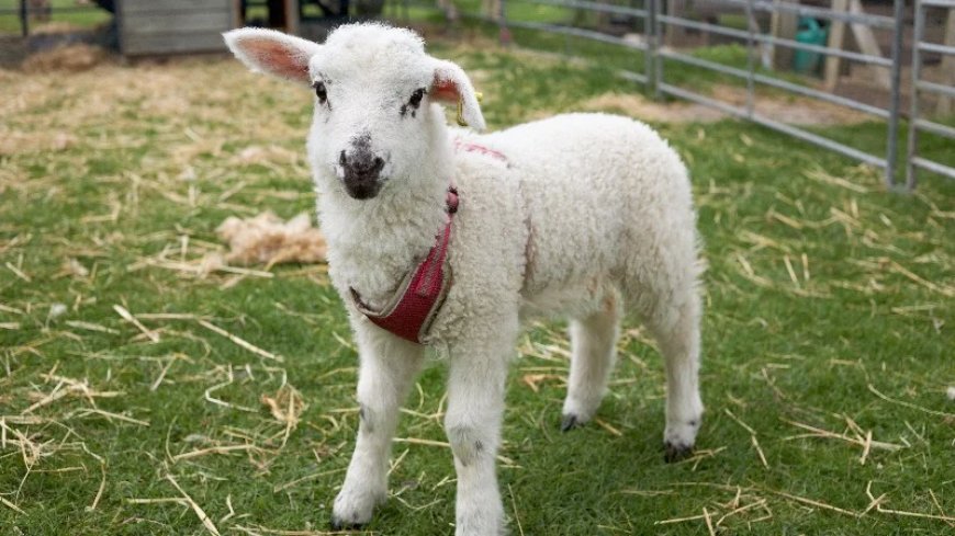 Afghan Sentenced For Raping Goats And 6-Month-Old Lamb At French Educational Farm