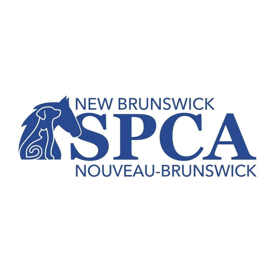 NBSPCA investigating after dog reportedly dragged behind vehicle in Saint John