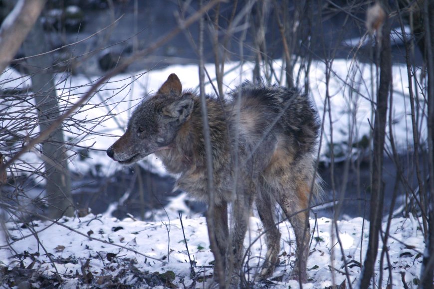 ‘Very worrisome’: Coyote attack on child in Durham sparks renewed safety call