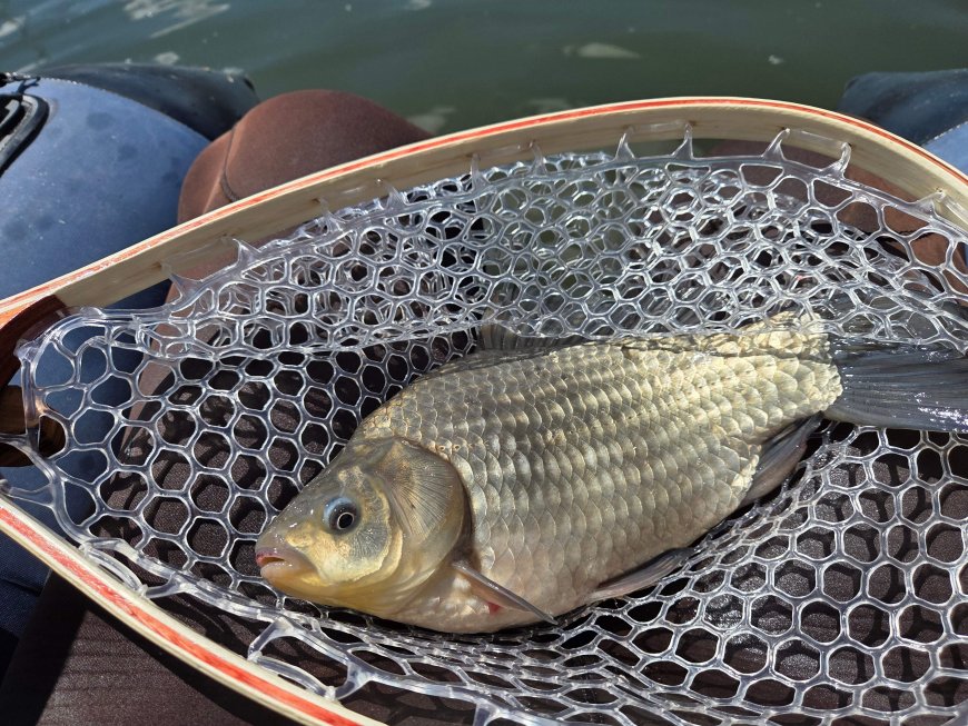 Invasive Prussian carp showing up in Sylvan Lake