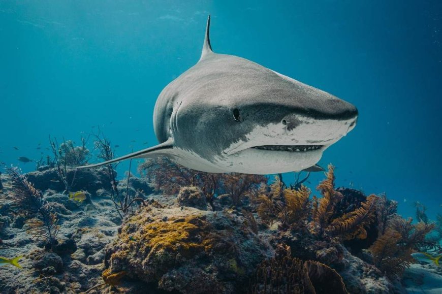 12-year-old boy attacked by shark while swimming in Bahamas