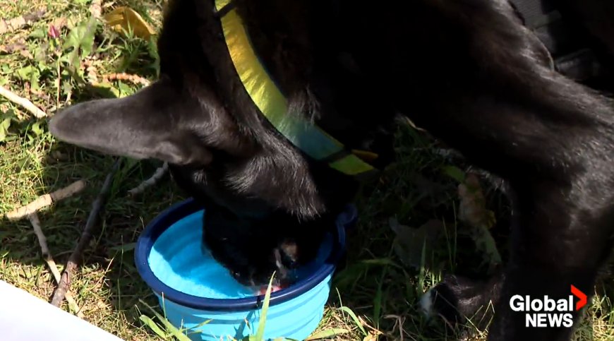 Preparing pets for emergency wildfire evacuations