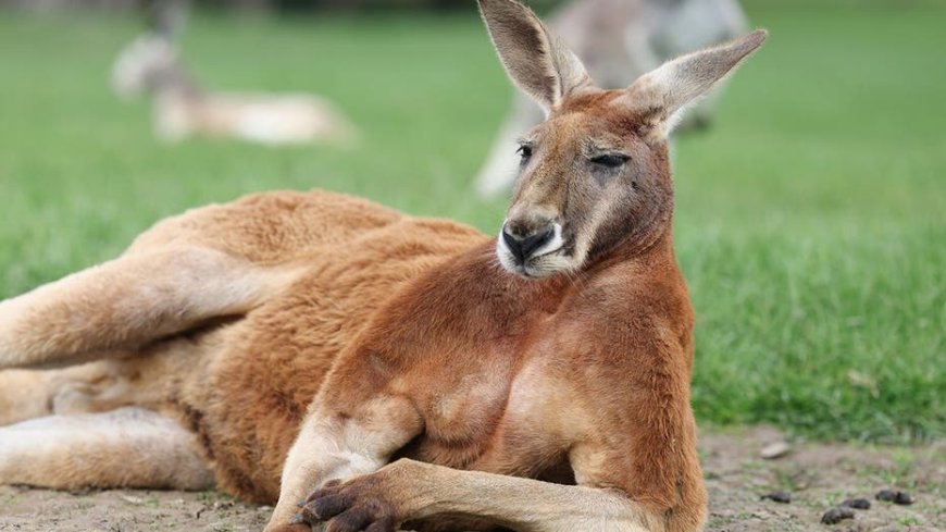 Two kangaroos throw punches like UFC fighters in Australian man's backyard in viral video