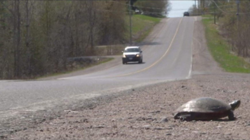 Wildlife experts encouraging public to watch for nesting animals