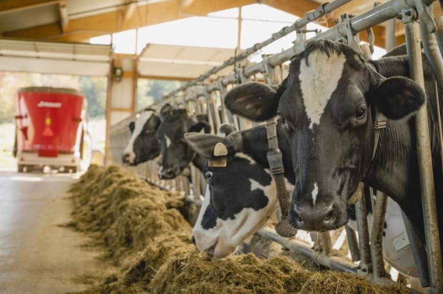 Nova Scotia MP, MLA at odds over future of cattle at Nappan experimental farm