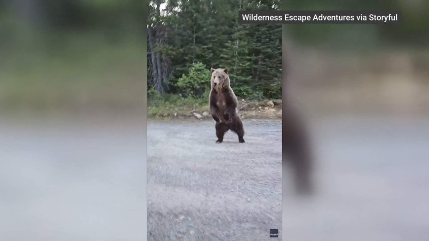 Alberta woman catches encounter with Kananaskis grizzly bear on camera
