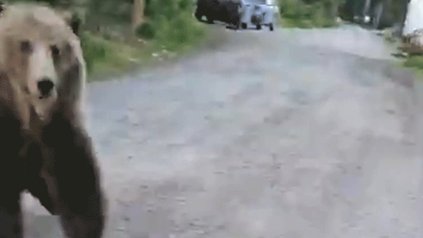 Woman stalked by charging bear on morning dog walk captures terrifying encounter on camera