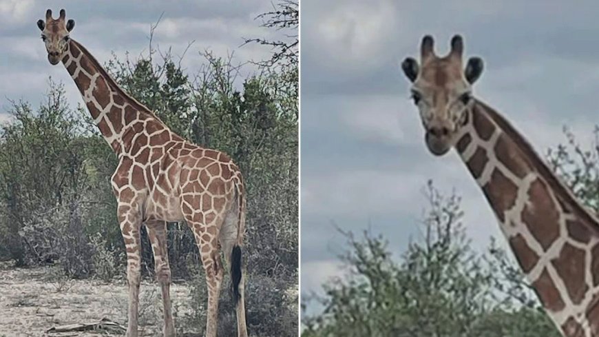 Missing 1200-pound giraffe Gracie found 2 weeks after wandering away from ranch in viral search