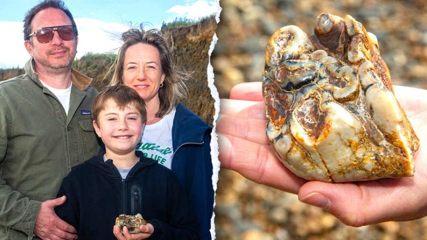 Boy stumbles on strange beach object identified as rare 1.8M-year-old fossil