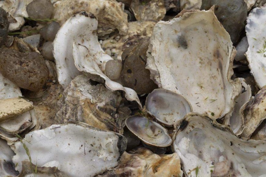 Recipe: Kingfisher seafood chowder