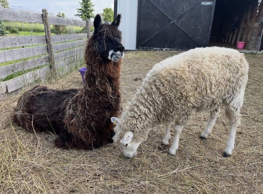 Unexpected friendship forms on Sask. farm