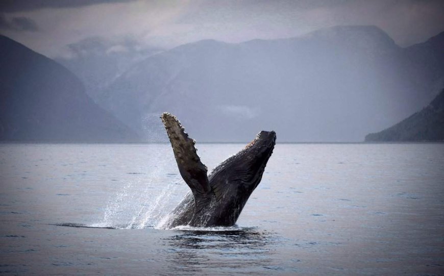 Food supply, conservation efforts turned B.C. waters into whale-sighting hotspot