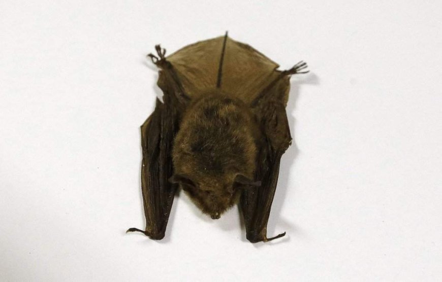 Doctors detail 2024 Ontario child rabies death in effort to warn about contact with bats