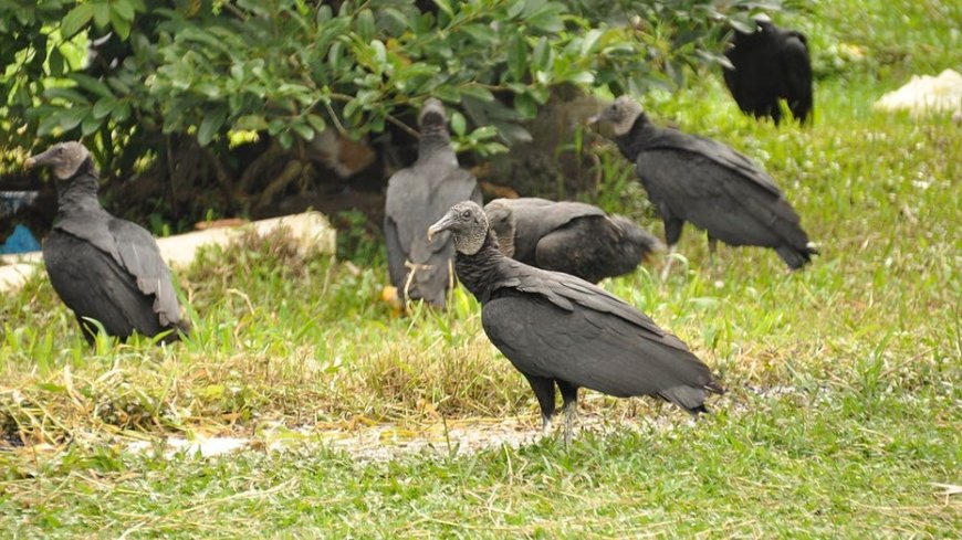 Vulture takeover sparks outrage as droppings coat homes, cars and sidewalks