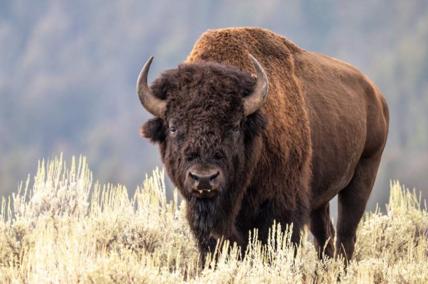 12-year-old injured after bison attack at Yellowstone National Park