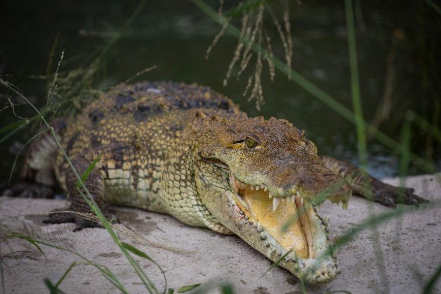 28-year-old man dead in fatal crocodile attack near Mexico resort
