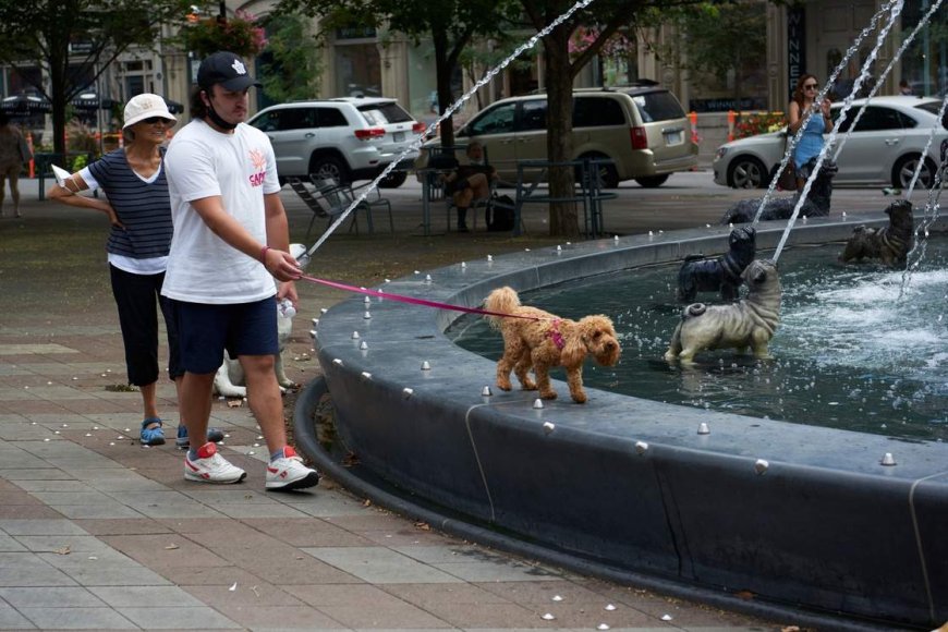 Heat waves are dangerous for pets. Here’s how you could keep them cool