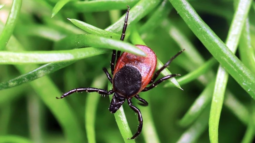 Rare tick-borne virus turns deadly fast as US cases reach record high, experts warn