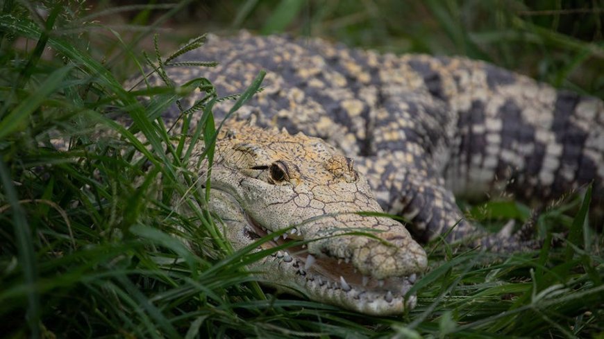 Crocodile attack horror unfolds as couple tries to save victim: ‘We felt so helpless’
