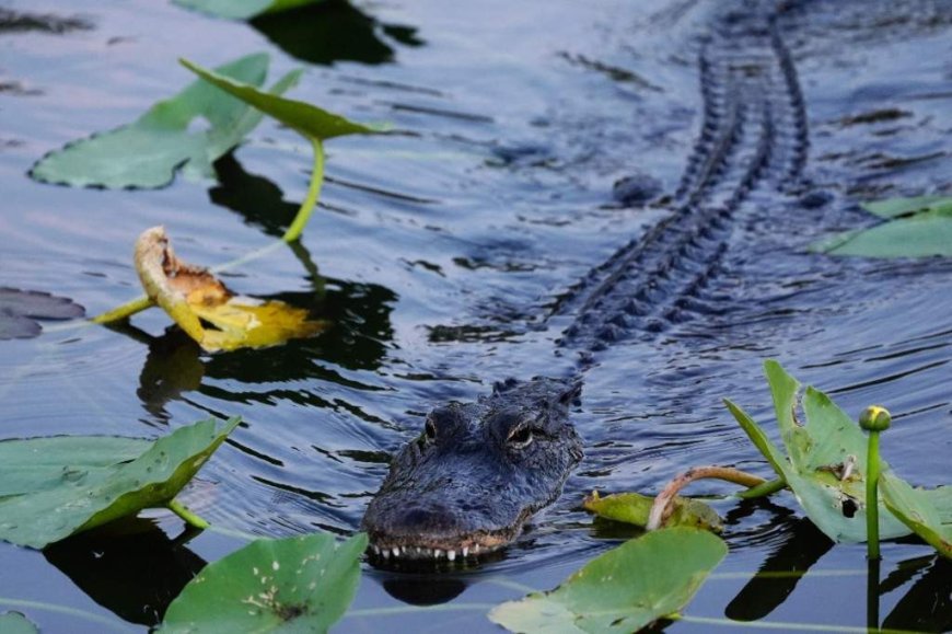 Woman dead after alligator bites off her arm in Florida river