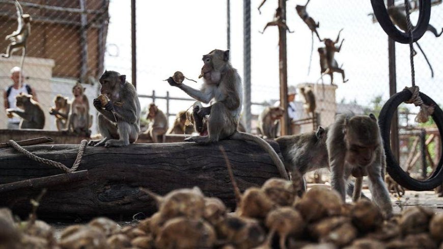 Nearly 100 monkeys escape enclosure, invade neighborhoods as officials scramble to recapture them