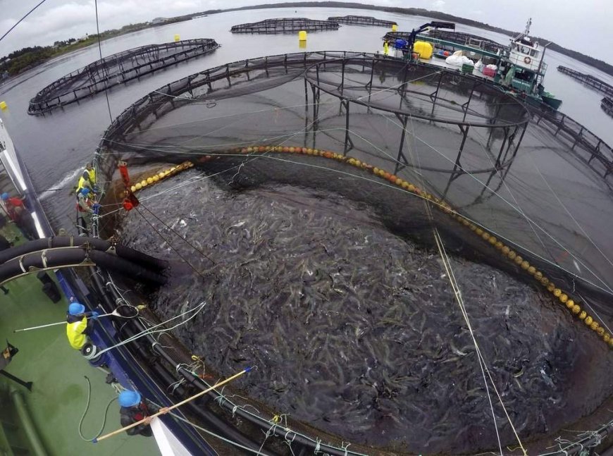 N.B. seafood company reaches $225M deal to acquire salmon farming operations