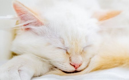 A missing kitten rode under a car hood. AI brought her home