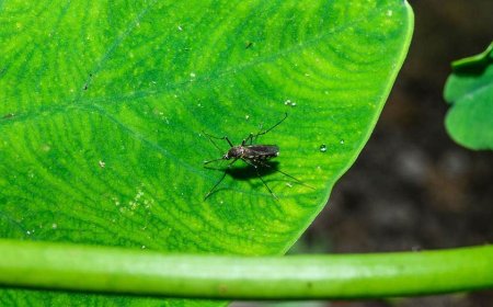 West Nile virus detected in southern state as health officials warn residents about mosquitoes