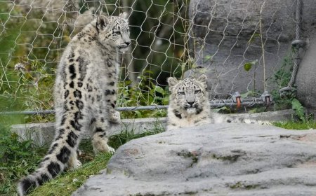 Toronto Zoo animals kept cool despite power outage during heat wave