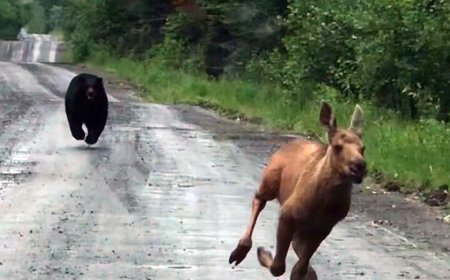 Maine man uses truck to rescue moose calf from charging bear: 'I knew what I had to do'