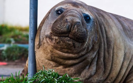 Meet Neil, the 1-ton seal going viral for destroying cars in Australia
