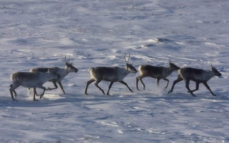 Environmentalists have mixed reactions to Quebec-Ottawa caribou funding deal